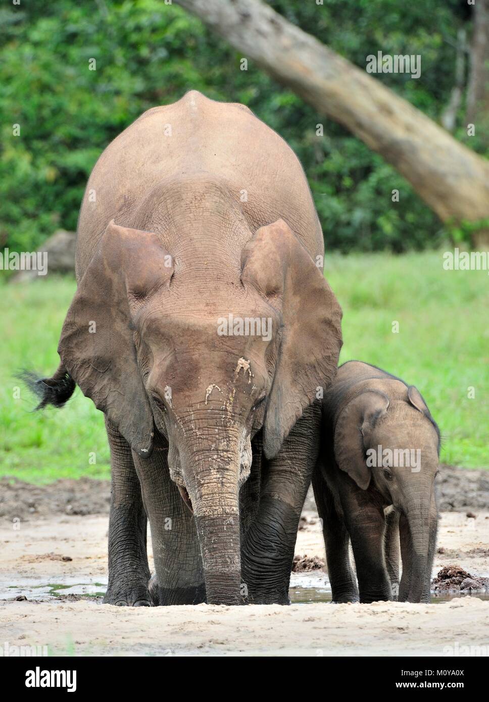 Der Elefant Kalb und elefantenkuh der Afrikanischen Wald Elefant, Loxodonta africana cyclotis. Auf der Dzanga Kochsalzlösung (eine Lichtung) Zentralafrikanische Stockfoto