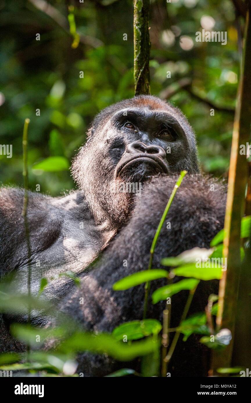 Porträt eines westlichen Flachlandgorilla (Gorilla gorilla Gorilla) Schließen in kurzer Entfernung. Silverback - erwachsenen männlichen von einem Gorilla in einem natürlichen Lebensraum Stockfoto