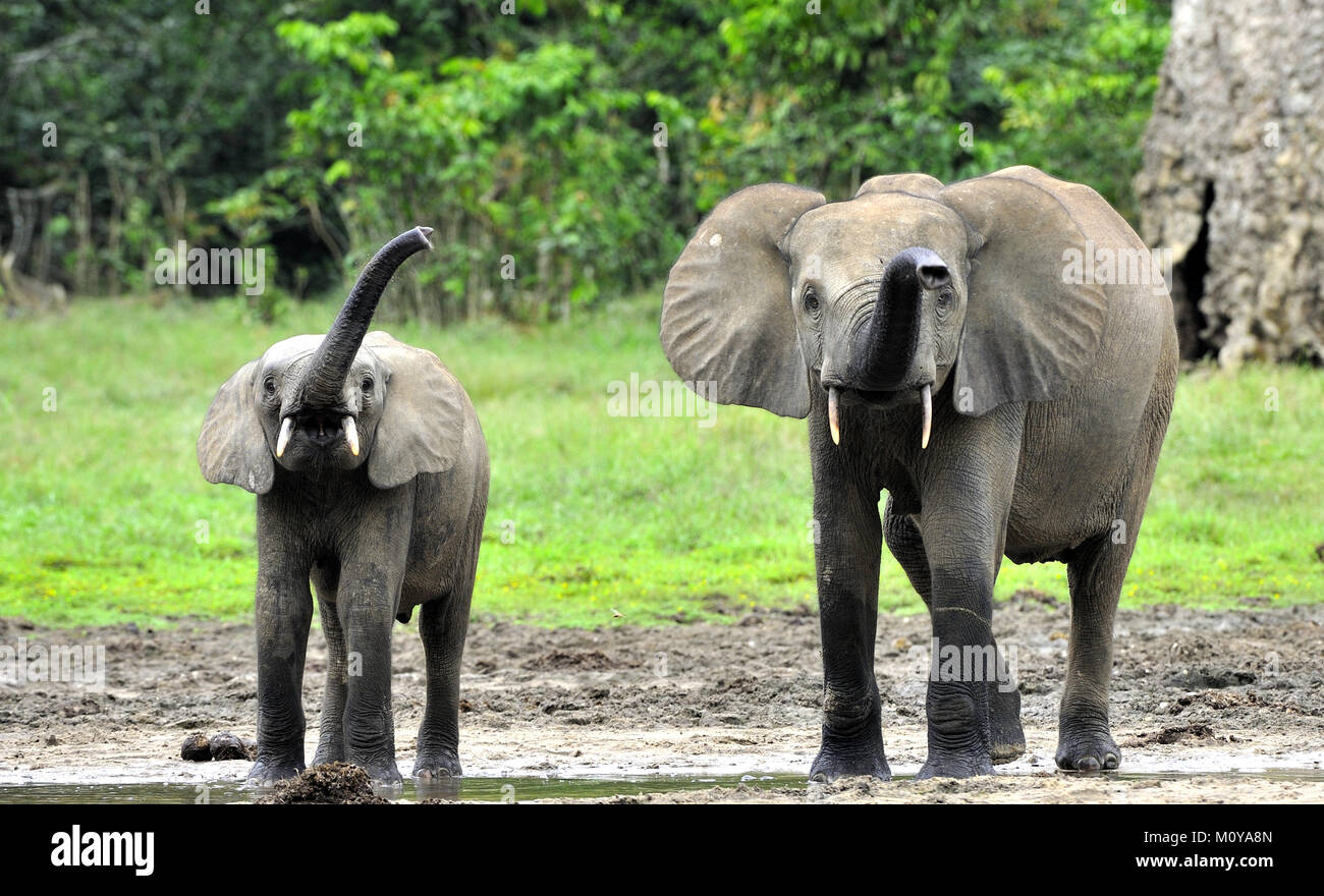 Der Elefant Kalb und elefantenkuh der Afrikanischen Wald Elefant, Loxodonta africana cyclotis. Auf der Dzanga Kochsalzlösung (eine Lichtung) Zentralafrikanische Stockfoto