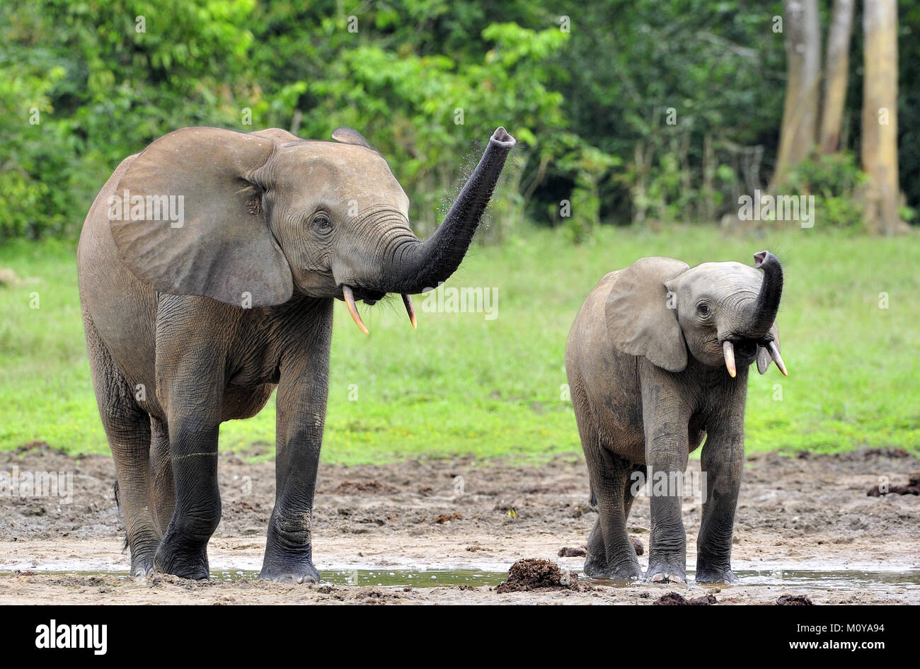Der Elefant Kalb und elefantenkuh der Afrikanischen Wald Elefant, Loxodonta africana cyclotis. Auf der Dzanga Kochsalzlösung (eine Lichtung) Zentralafrikanische Stockfoto