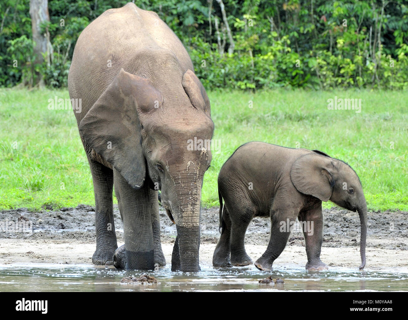 Der Elefant Kalb und elefantenkuh der Afrikanischen Wald Elefant, Loxodonta africana cyclotis. Auf der Dzanga Kochsalzlösung (eine Lichtung) Zentralafrikanische Stockfoto