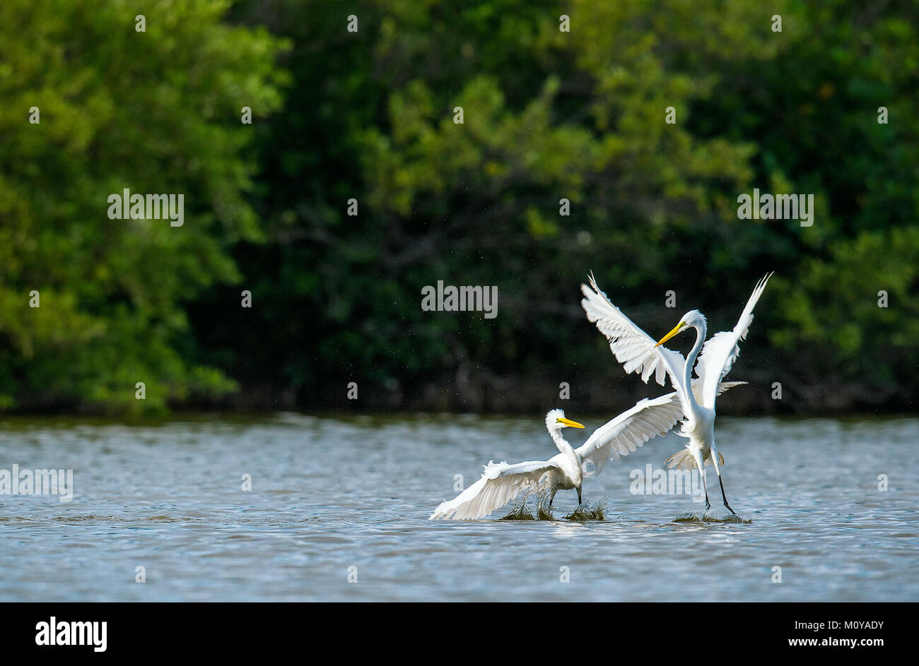 Der Kampf gegen große Reiher (Ardea alba). Dunkelgrün natürlichen Hintergrund. Kuba. Stockfoto