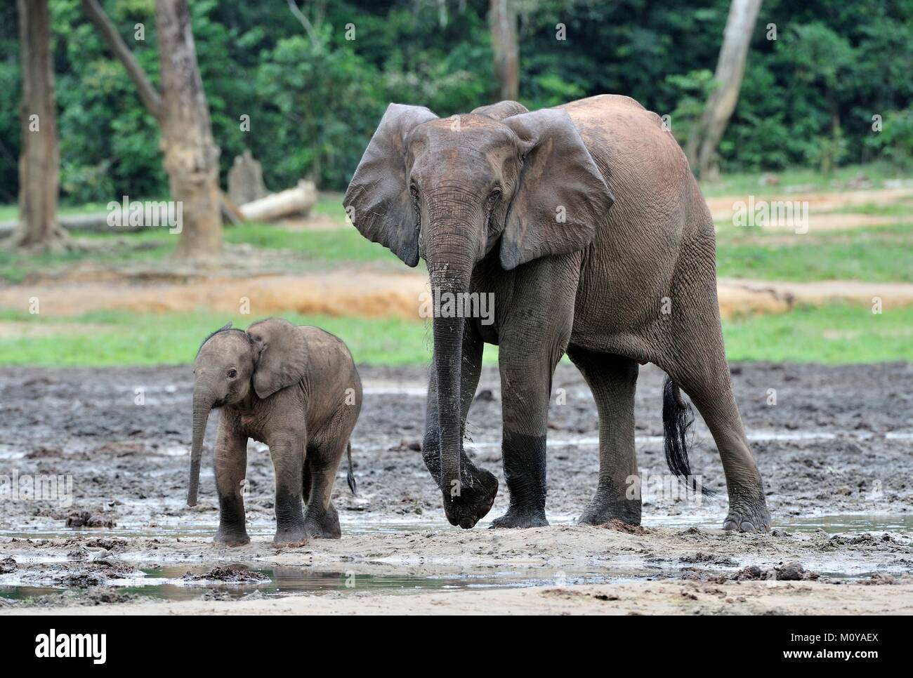 Der Elefant Kalb und elefantenkuh der Afrikanischen Wald Elefant, Loxodonta africana cyclotis. Auf der Dzanga Kochsalzlösung (eine Lichtung) Zentralafrikanische Stockfoto