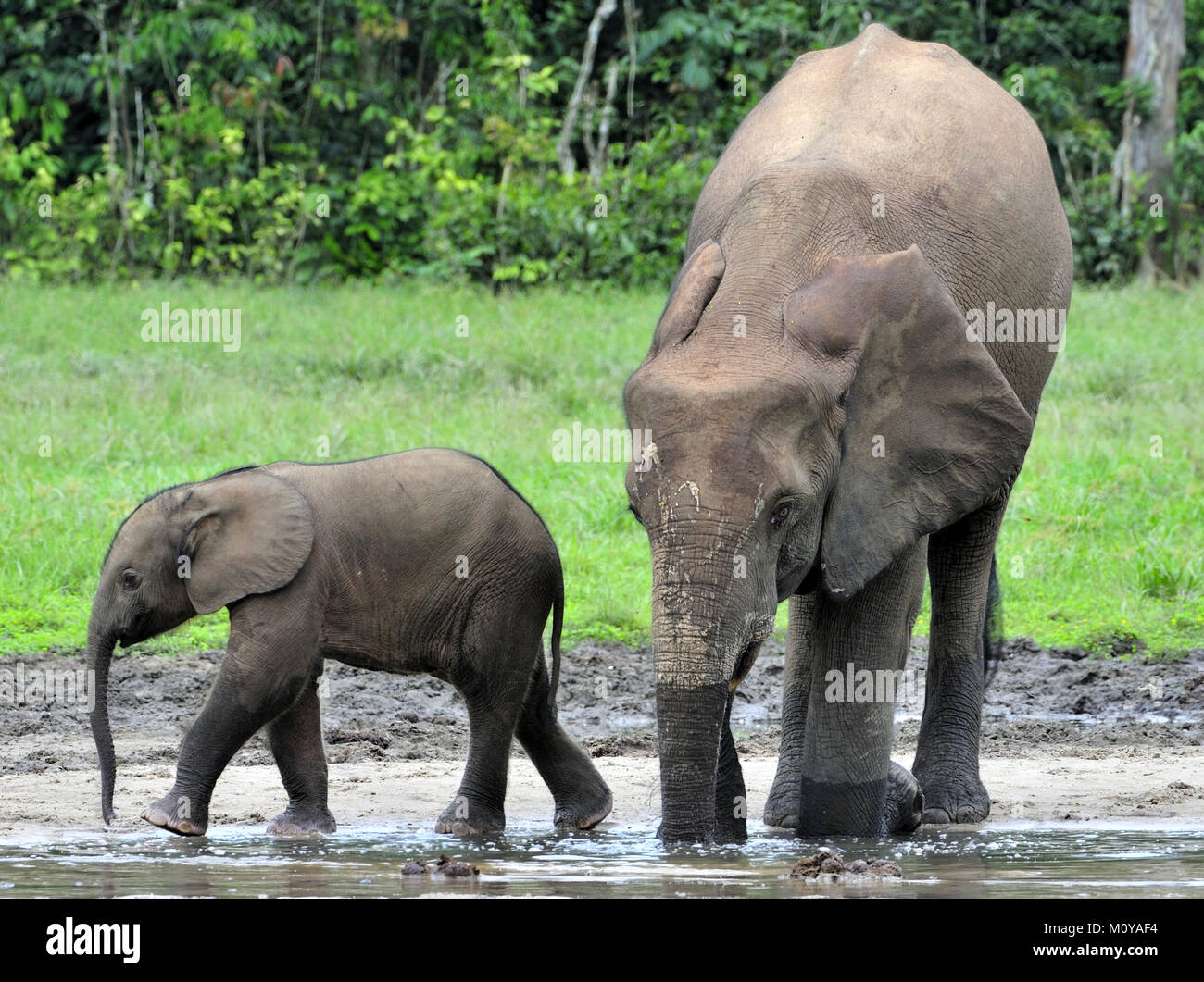 Der Elefant Kalb und elefantenkuh der Afrikanischen Wald Elefant, Loxodonta africana cyclotis. Auf der Dzanga Kochsalzlösung (eine Lichtung) Zentralafrikanische Stockfoto