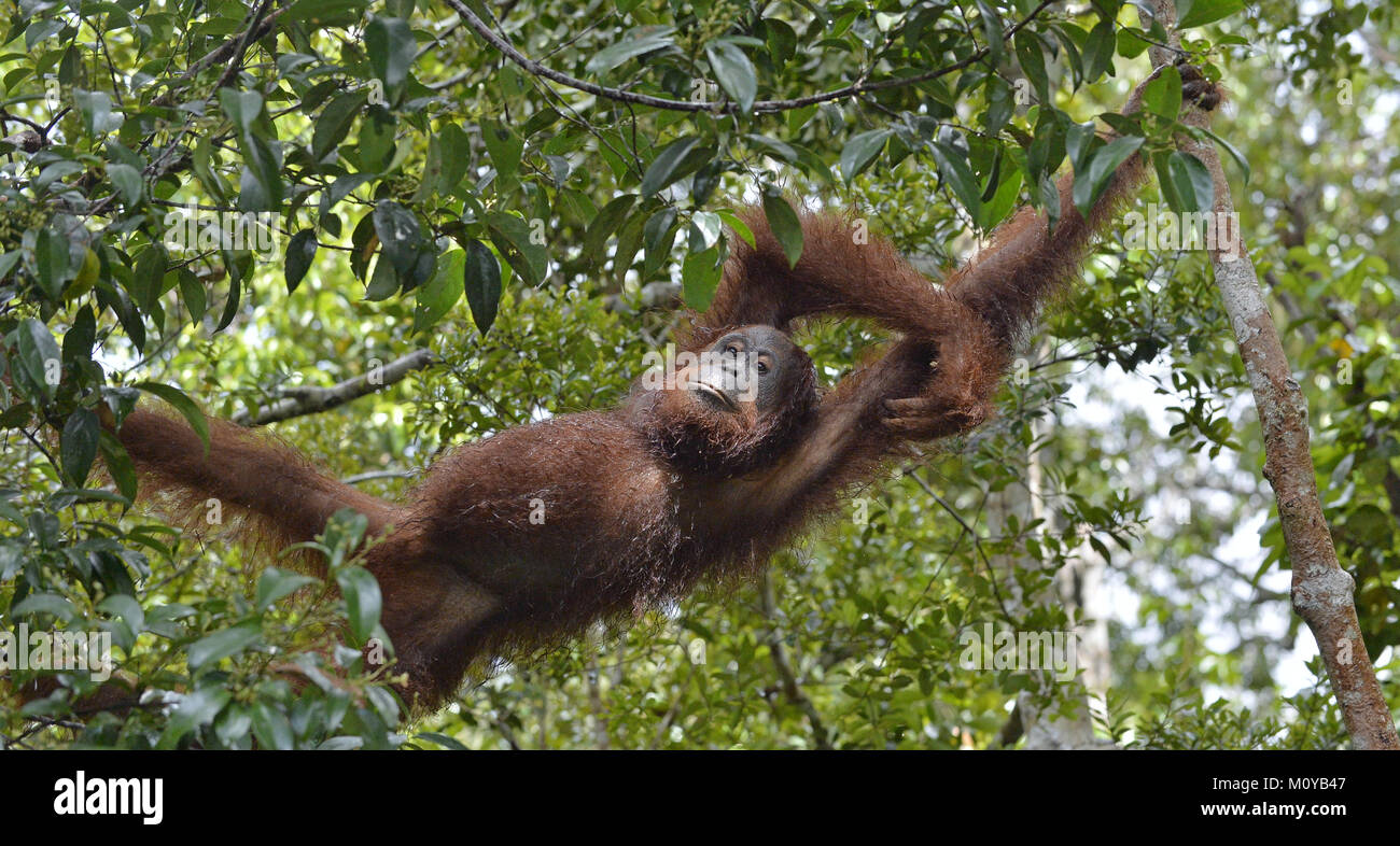 Entspannende Orang-utan im Baum verzweigt. Bornesischen Orang-utan (Pongo pygmaeus) wurmmbii in der wilden Natur. Regenwald der Insel Borneo. Indonesien. Stockfoto