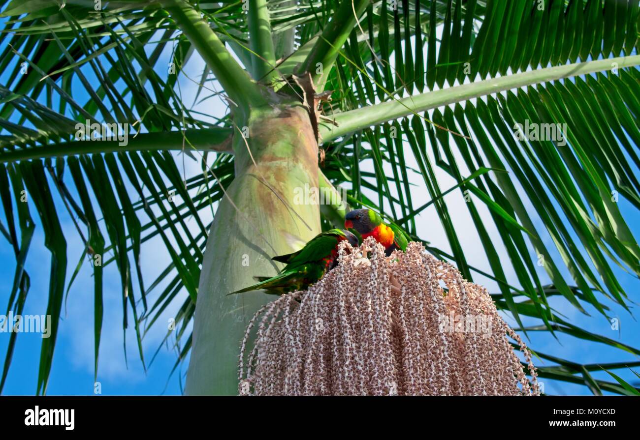 Rainbow Lorikeet essen Samen von einem Palm Baum Blume Stockfoto