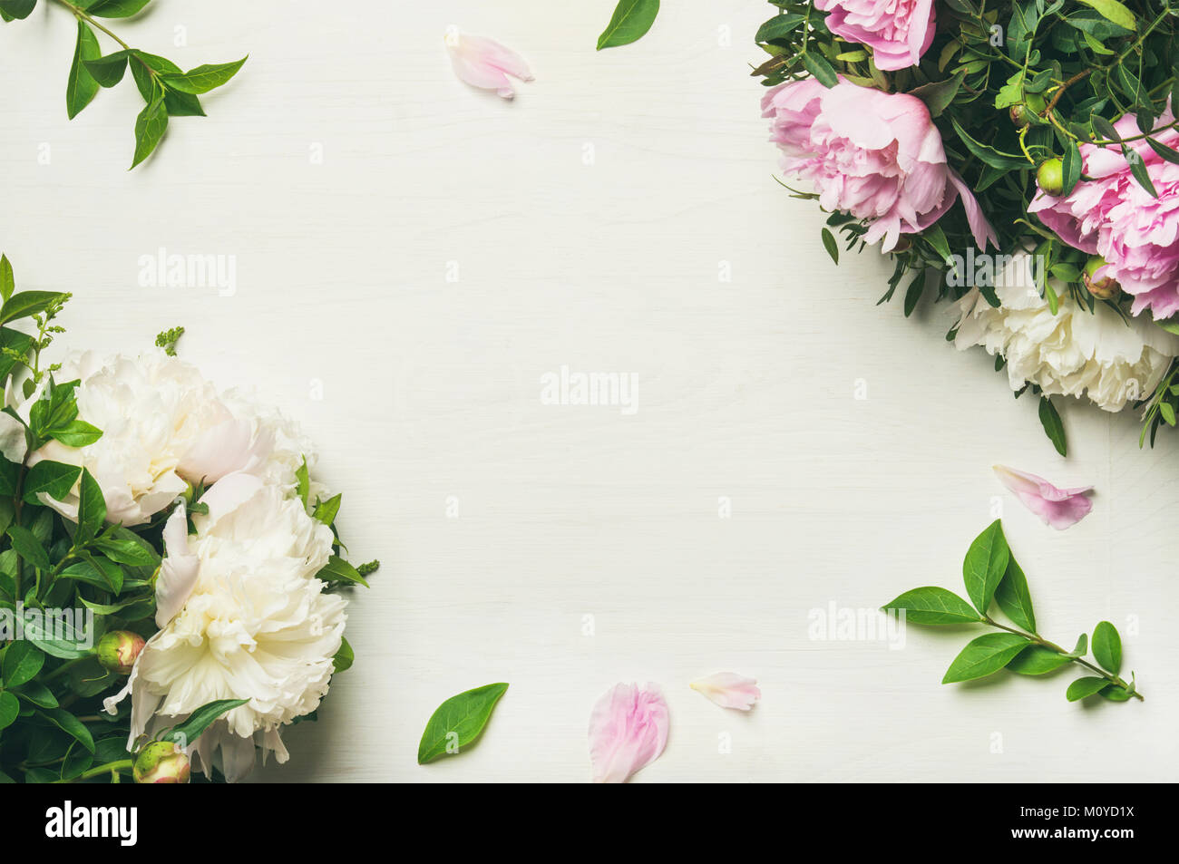 Frühling Blumen Layout mit Blumen. Flachbild-lay von zart rosa und weißen Pfingstrosen auf weißem Hintergrund, Ansicht von oben, kopieren. Tag der Frauen, Valentines Stockfoto