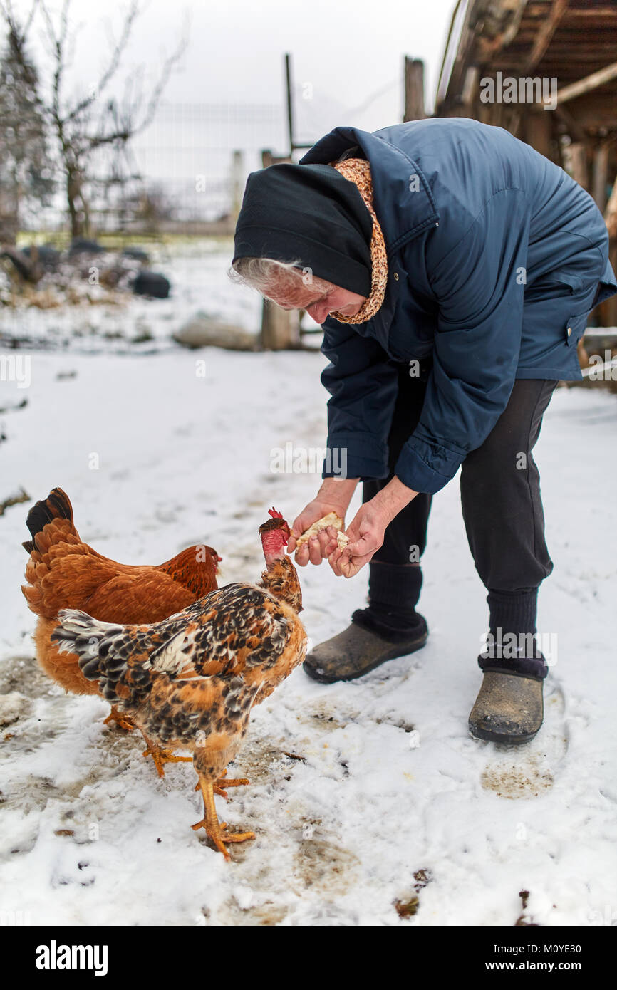 Alte Frau Hand feeding Hühner in Ihrem Hinterhof Stockfoto