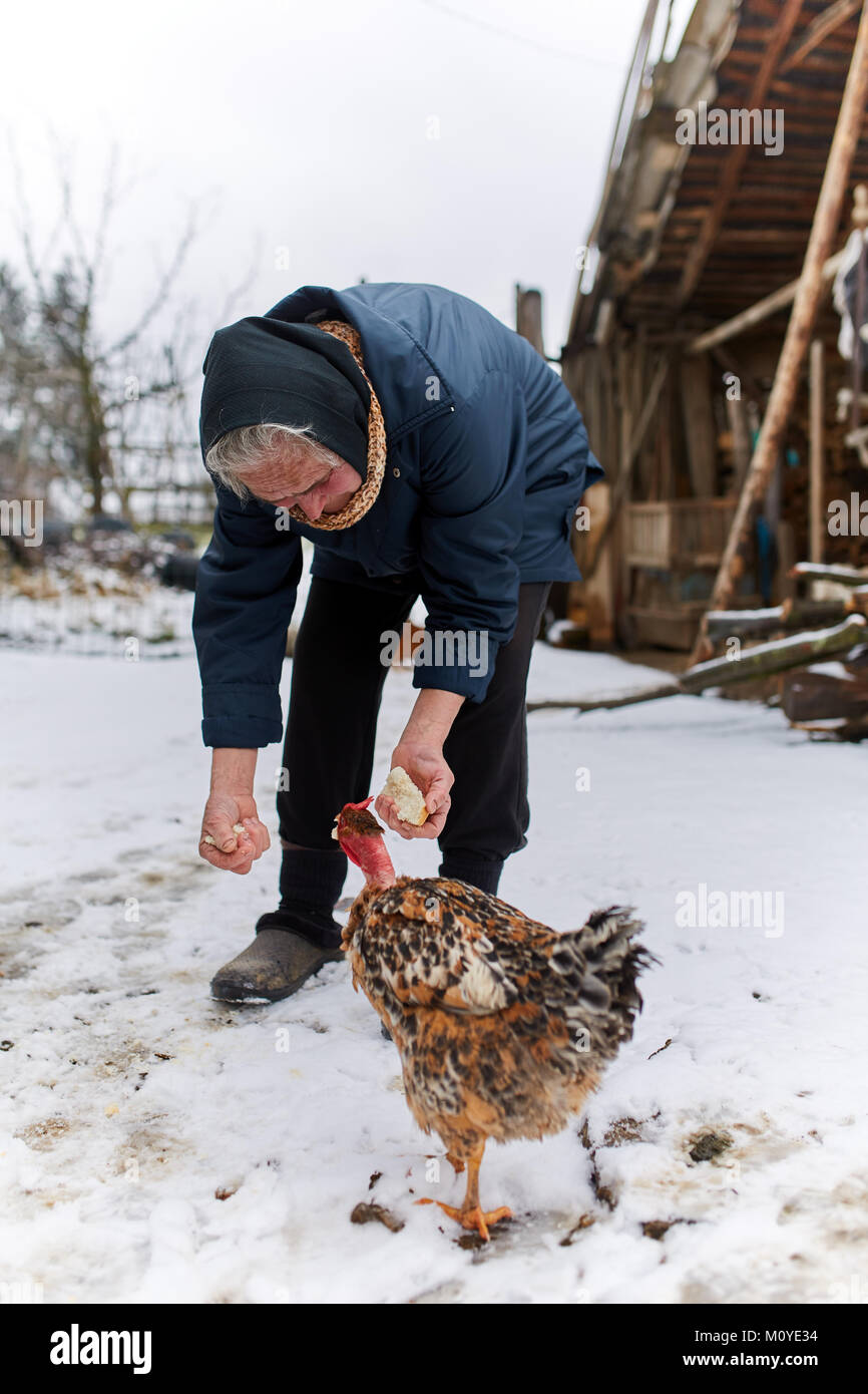 Alte Frau Hand feeding Hühner in Ihrem Hinterhof Stockfoto