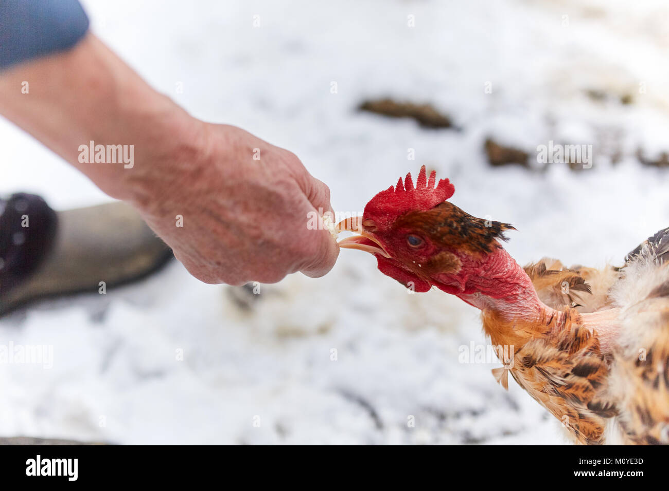 Alte Frau Hand feeding Hühner in Ihrem Hinterhof Stockfoto