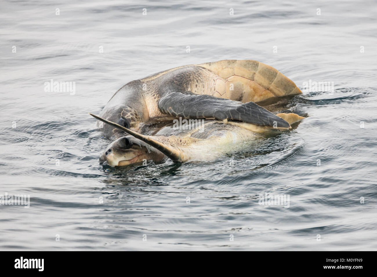 Meeresschildkröten (Chelonioidea) Zucht auf See Stockfoto