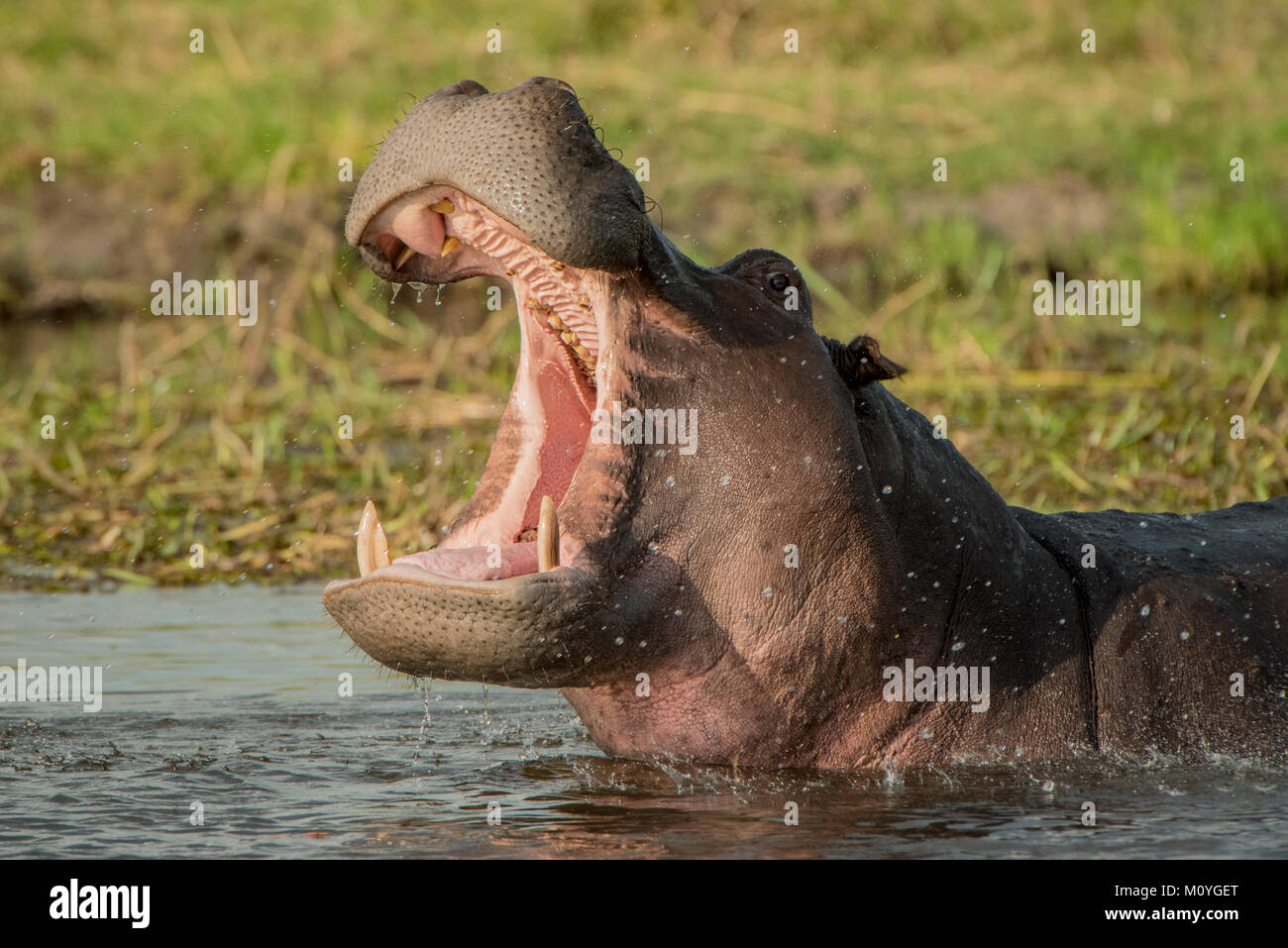 Nilpferd im Wasser mit offenem Maul Hippopotamus 3 D Ansichtskarte