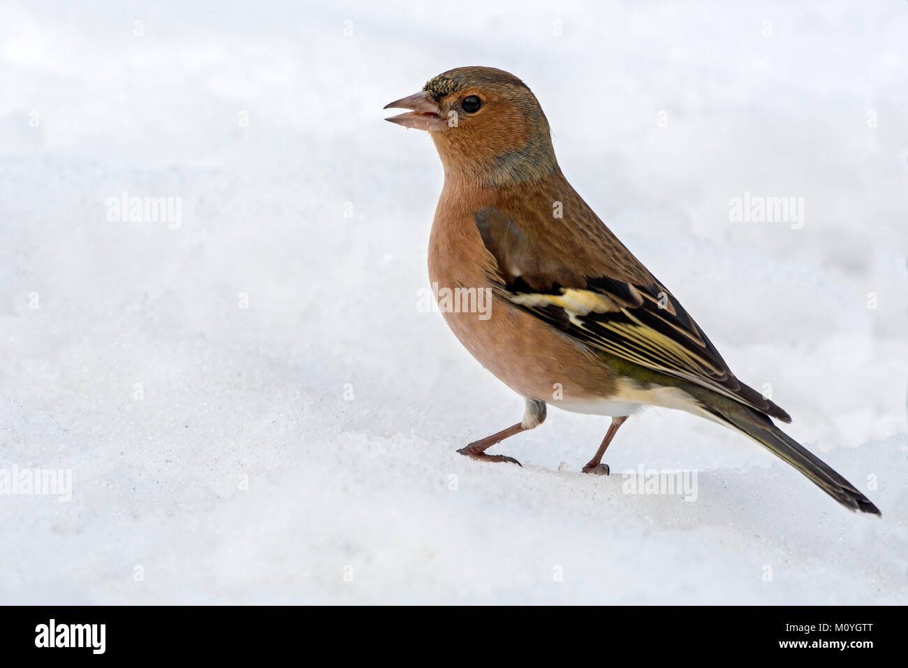 Gemeinsame Buchfink (Fringilla coelebs) im Schnee, Tirol, Österreich Stockfoto
