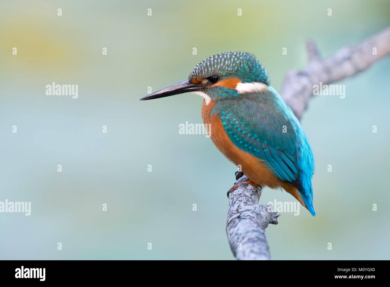 Eisvögel (Alcedo atthis), männlich auf der Suche, Burgenland, Österreich Stockfoto