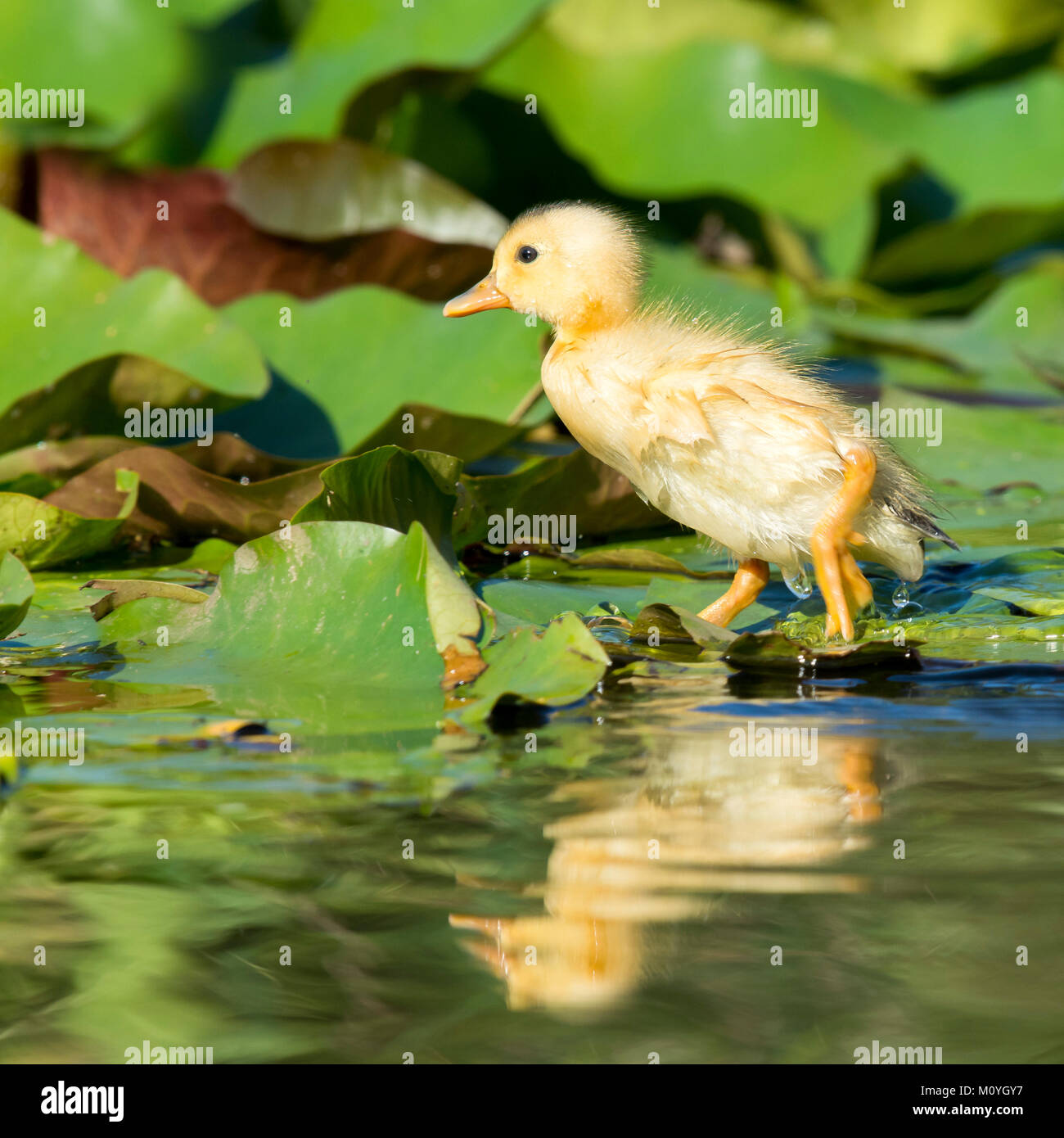 Ente (Anser), Chick läuft auf Wasserpflanzen Stockfoto