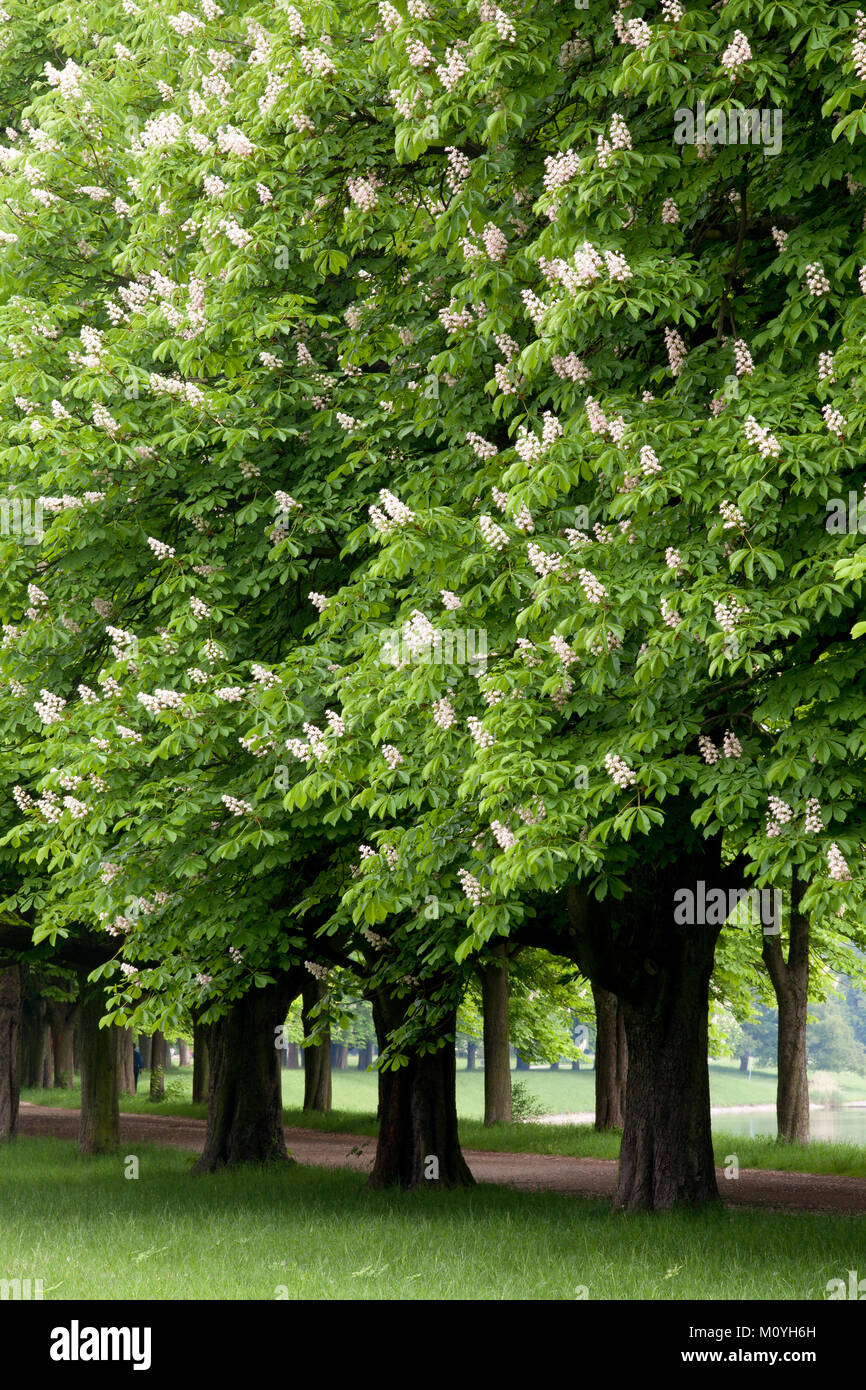 Allee mit blühender kastanie Stockfotos und bilder Kaufen Alamy