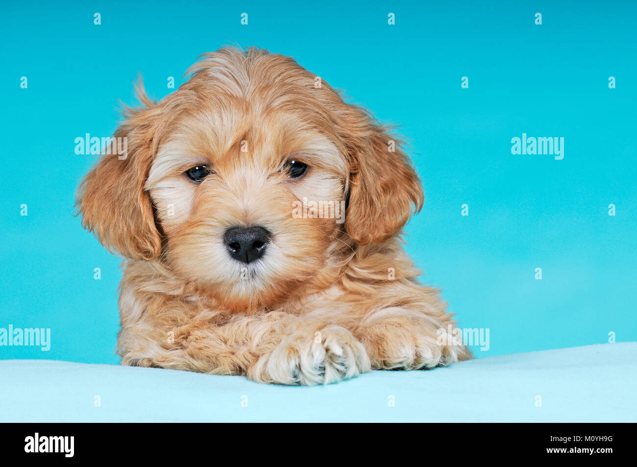 Havaneser, Welpen, braun-weiß, 9 Wochen, Porträt Stockfoto