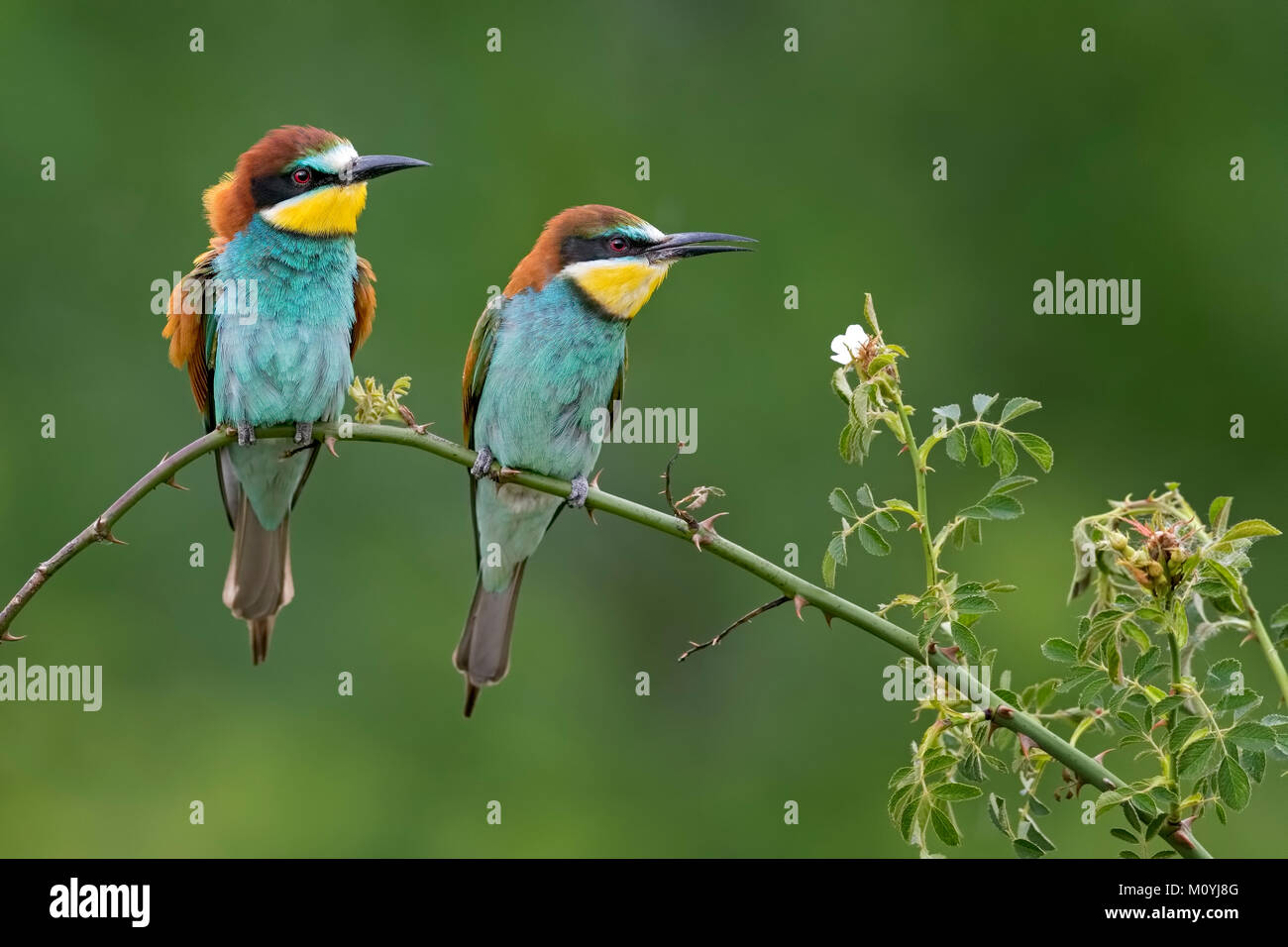 Bienenfresser (Merops apiaster), ein Paar sitzt auf Zweig, Sachsen-Anhalt, Deutschland Stockfoto