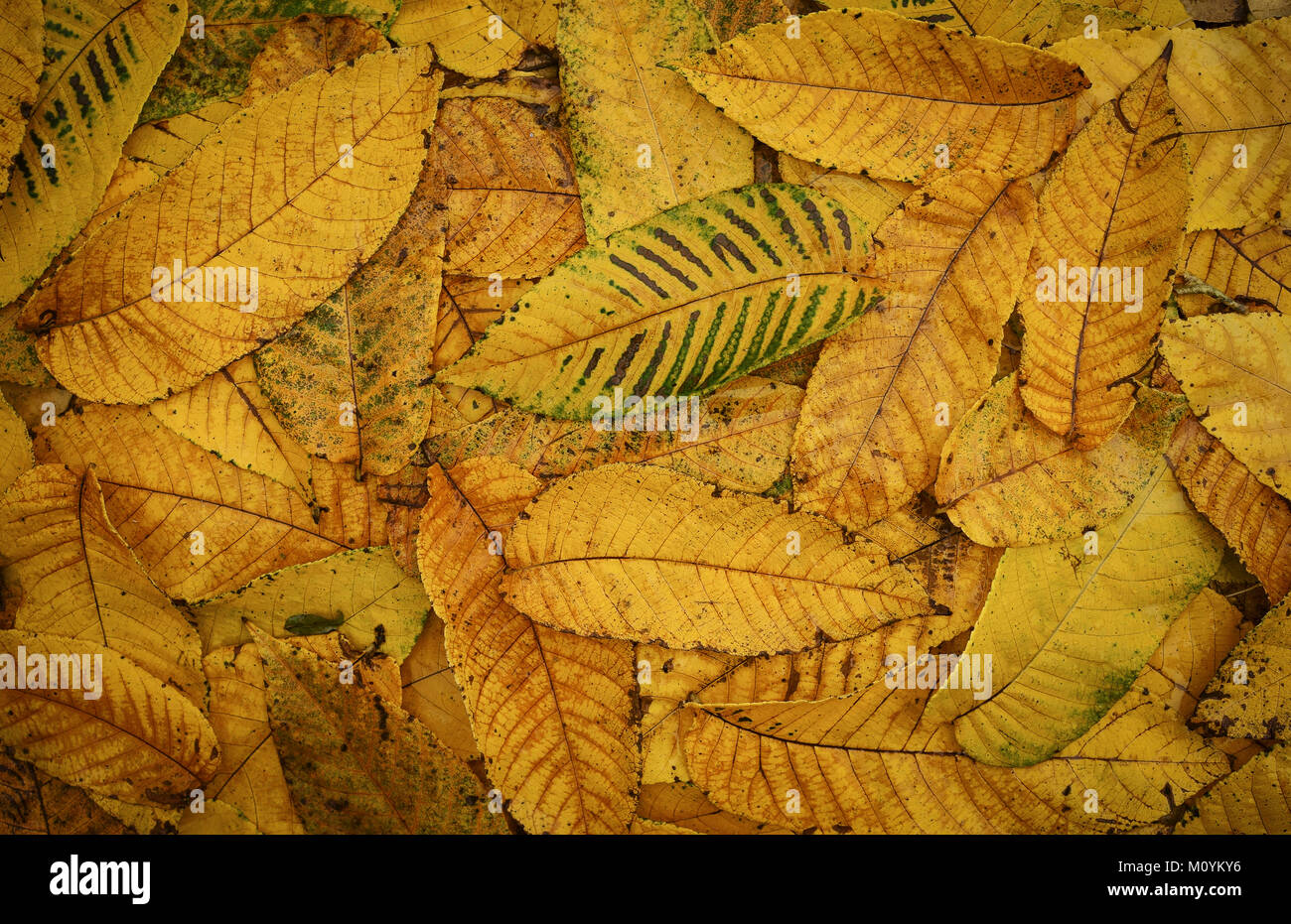 Haufen von Herbst Blätter Stockfoto