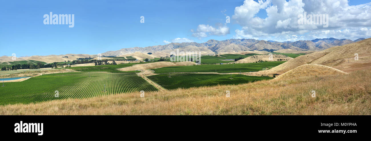 Sauvignon Blanc Weinreben Panorama in der Awatere Valley, Marlborough, Neuseeland Mitte Sommer. Stockfoto