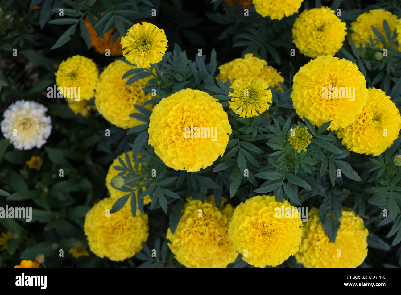Wandern in den Botanischen Gärten von Brisbane ich diese schönen Blumen gefunden. Stockfoto