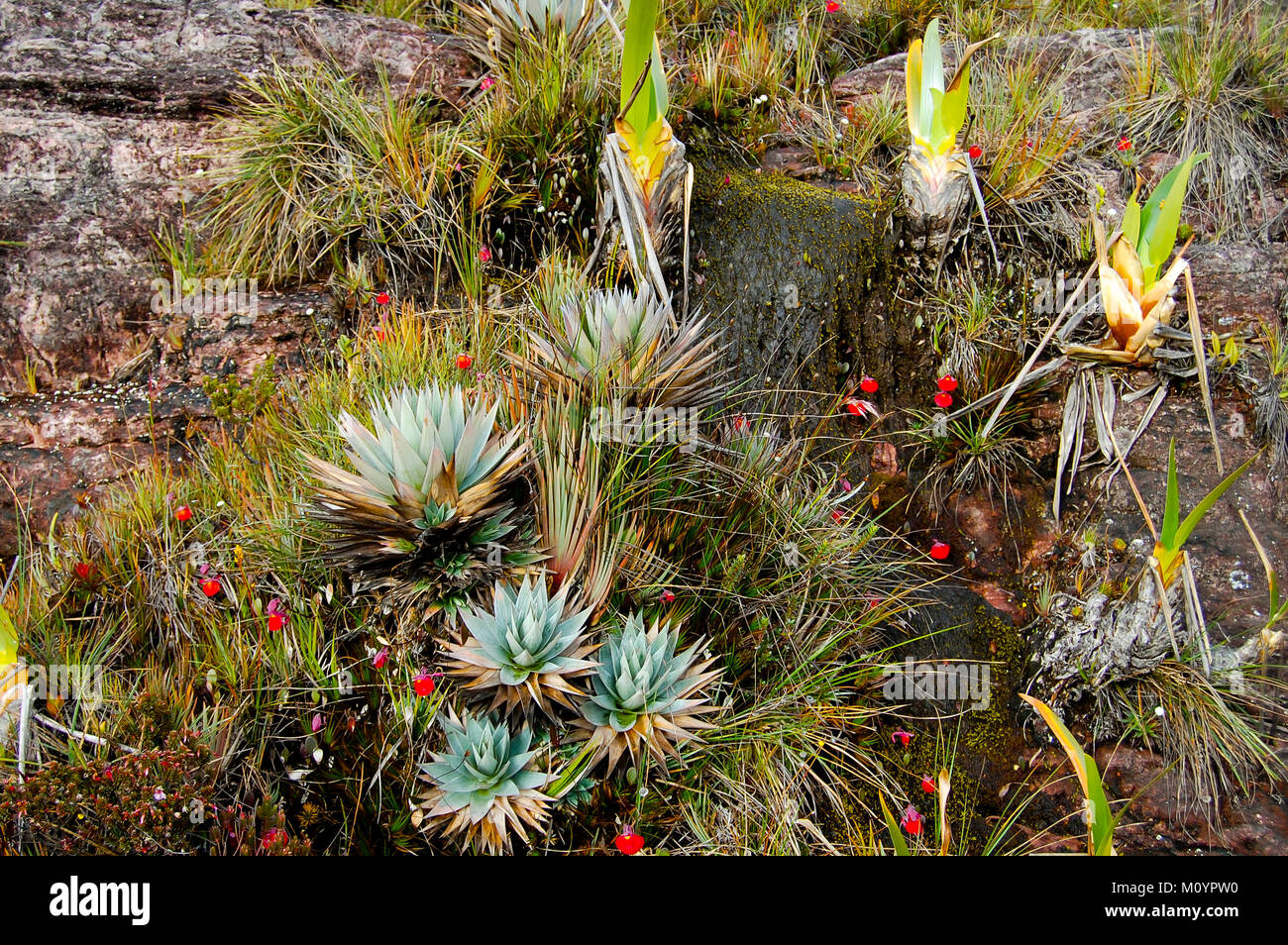 Orectanthe Sceptrum Pflanzen - Roraima - Venezuela Stockfoto