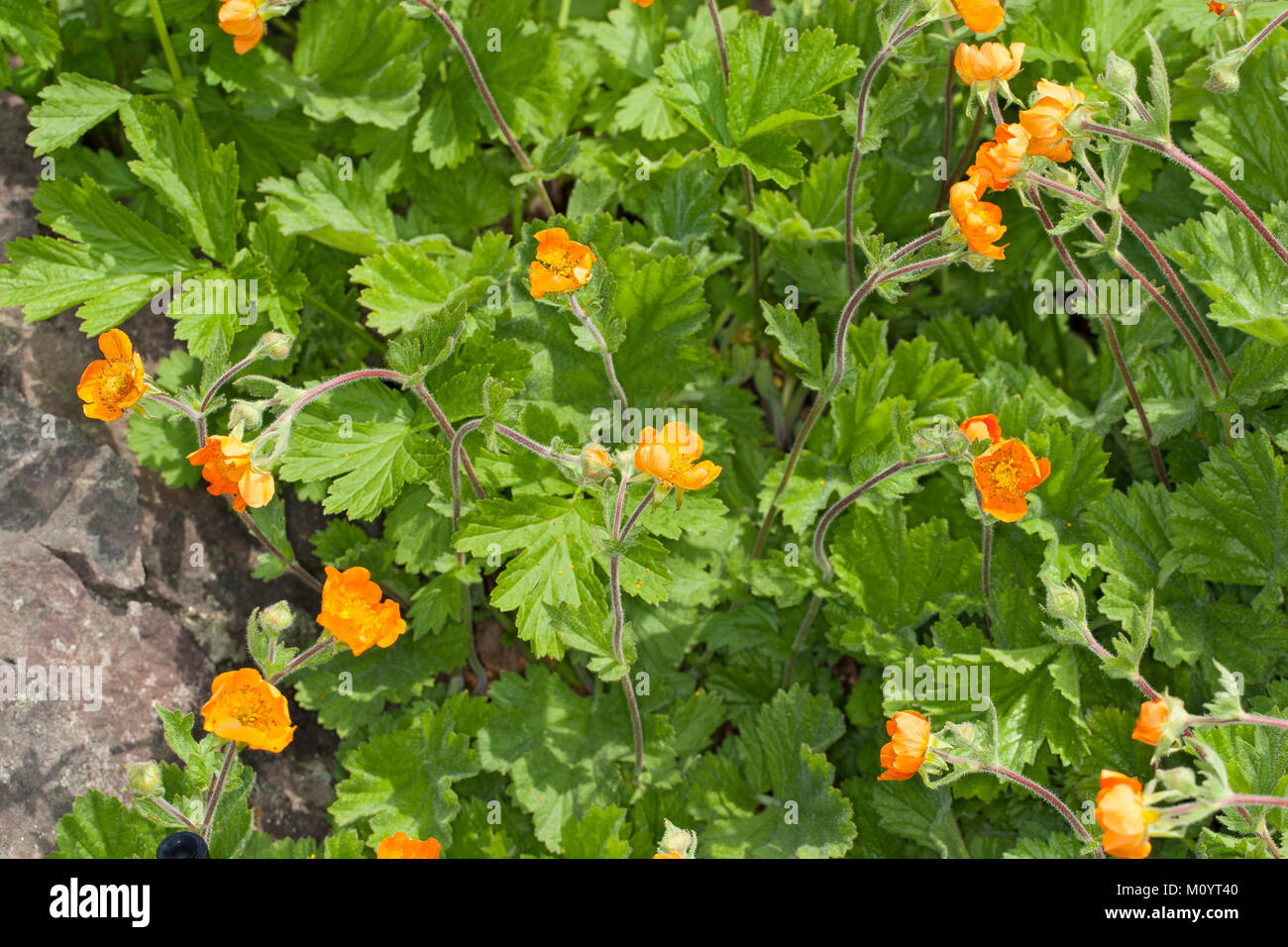 Rote Nelkenwurz, Scharlachrote, Nelkenwurz, Geum coccineum Garten-Nelkenwurz, Scarlet Avens, Avens Stockfoto