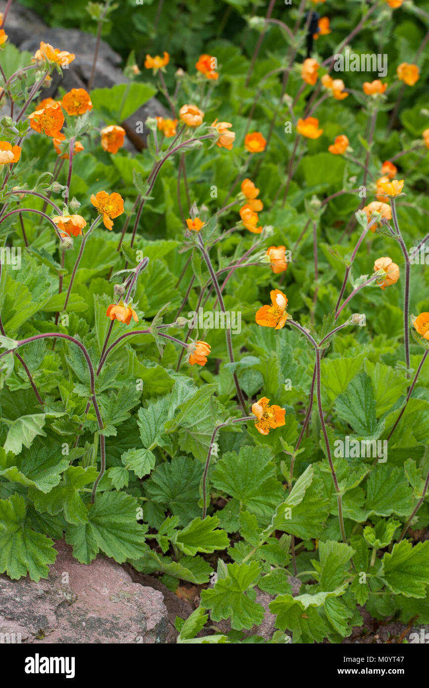 Rote Nelkenwurz, Scharlachrote, Nelkenwurz, Geum coccineum Garten-Nelkenwurz, Scarlet Avens, Avens Stockfoto