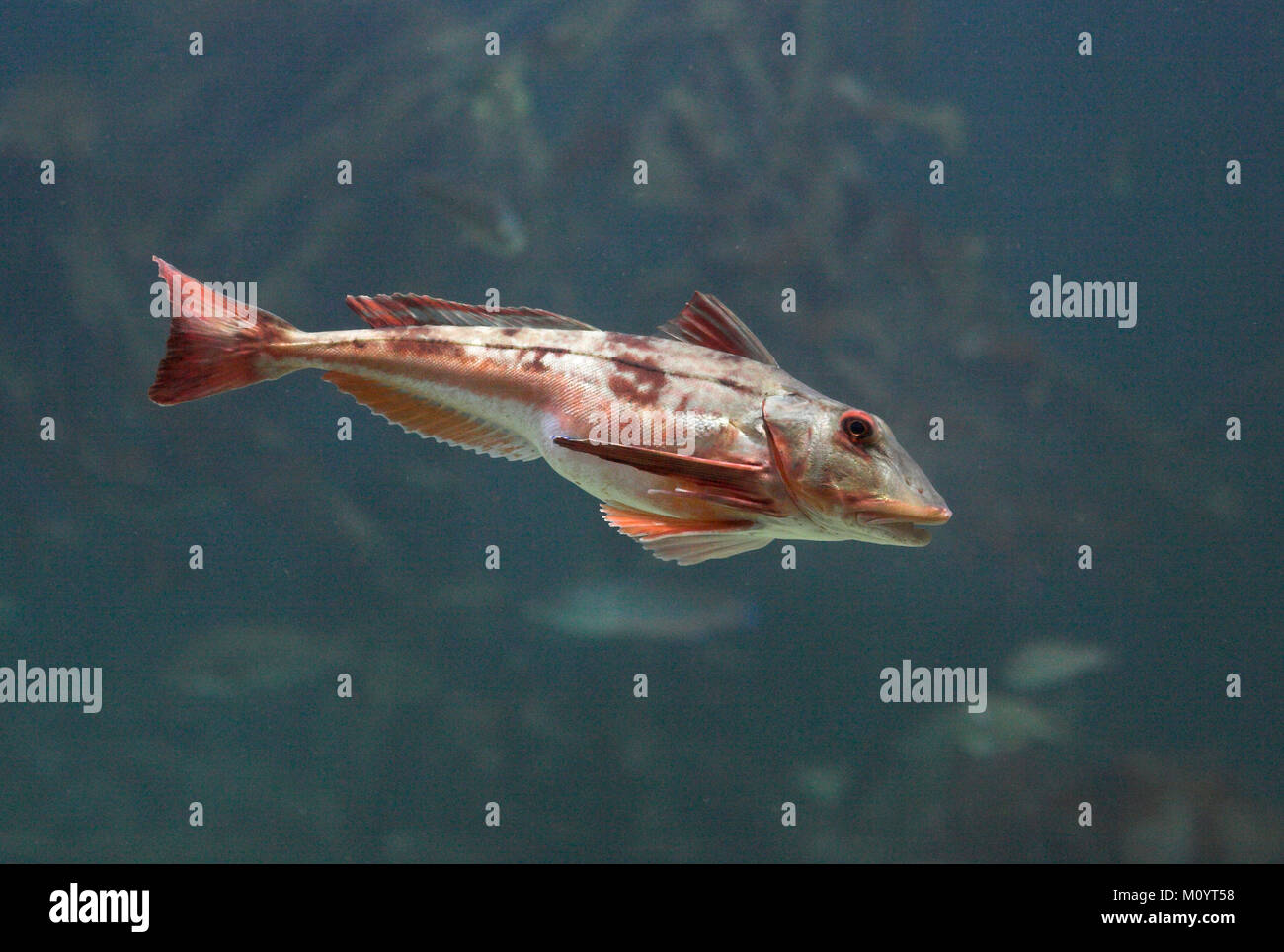 Roter Knurrhahn, Seeschwalbenfisch, Trigla Lucerna, Chelidonichthys Lucerna, Knurrhahn, Knurrhahn sapphirine Stockfoto