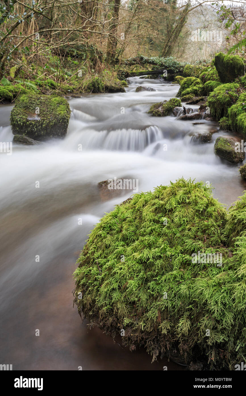 Bemoosten Felsen in einem schnell laufenden Stream, Angidy Fluss, Tintern, Monmouthshire Stockfoto