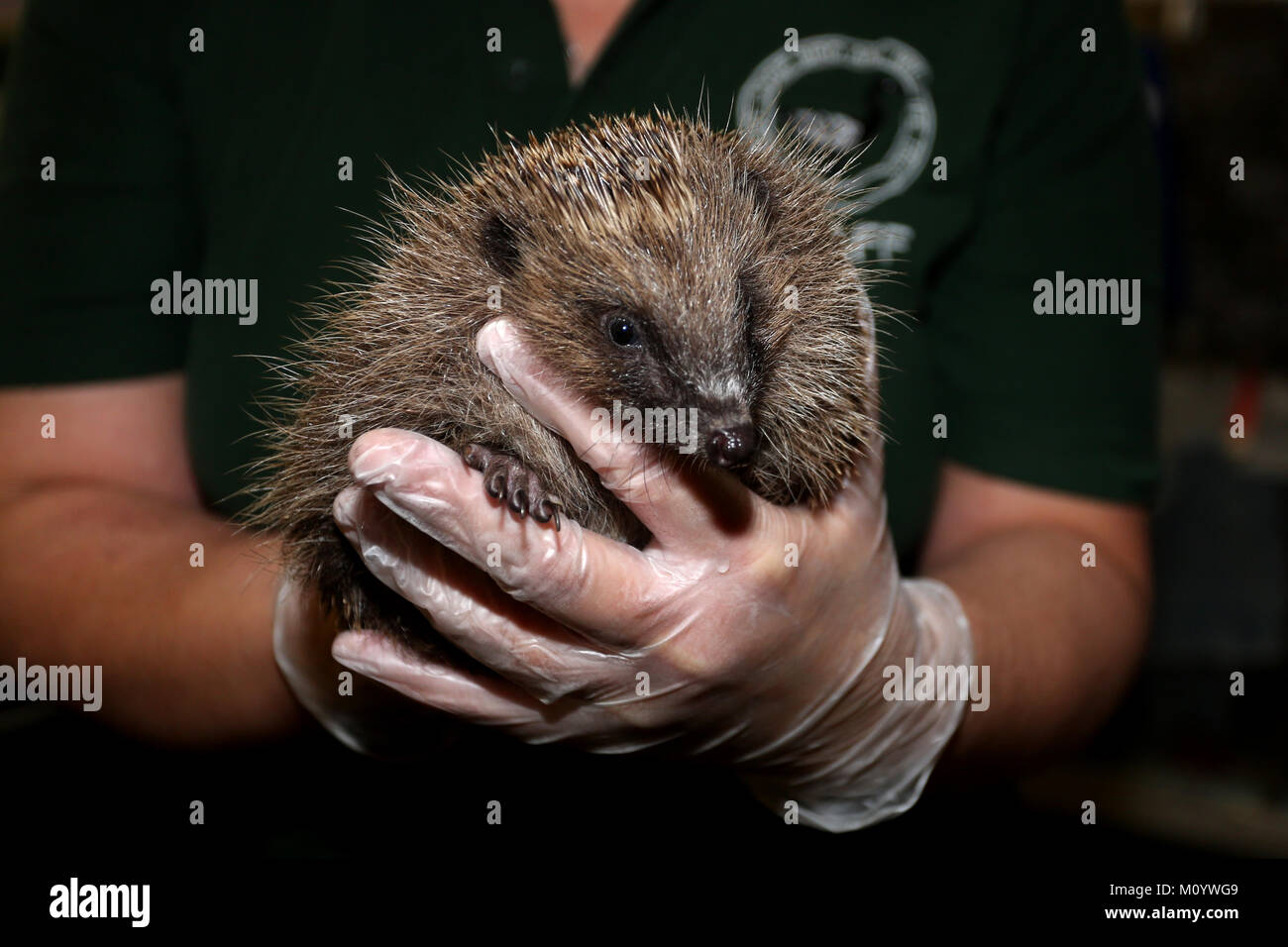 Igel auf dem Bild Brent Lodge Animal Hospital in der Nähe von Chichester, West Sussex, UK. Stockfoto