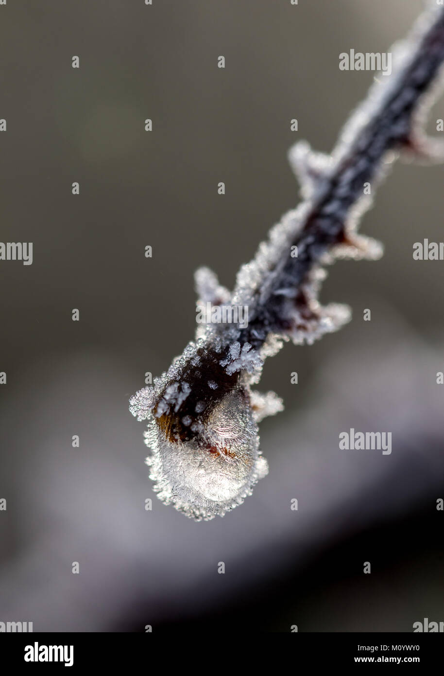 Gefrorene hawthorn an einem kalten Wintermorgen Stockfoto