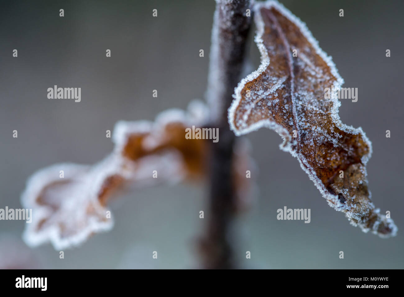 Gefrorene eisigen Blatt an einem kalten Wintermorgen Stockfoto
