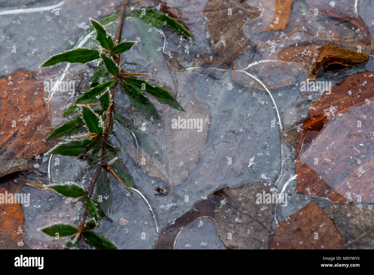 Eingefroren und eisigen Blätter an einem kalten Wintermorgen Stockfoto