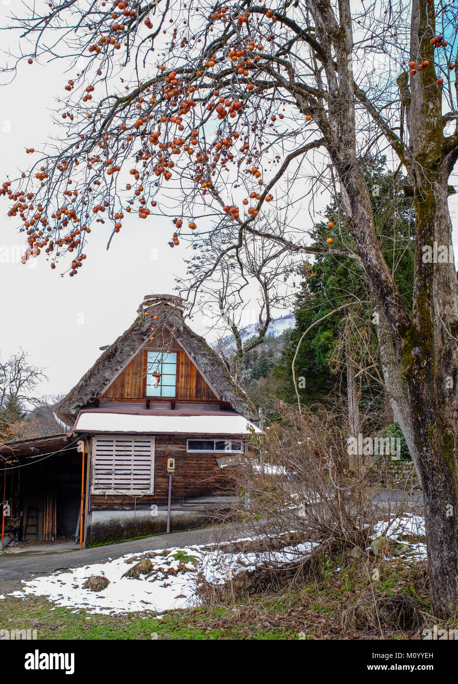 Holzhäuser auf Shirakawago historischen Dorf mit persimone Baum in Gifu ...