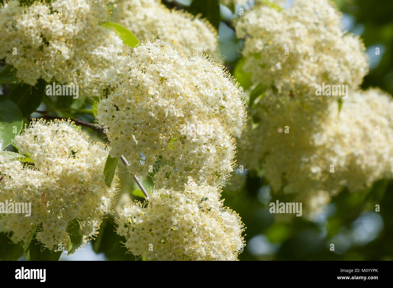 Viburnum lentago - Schafsbeere Stockfoto