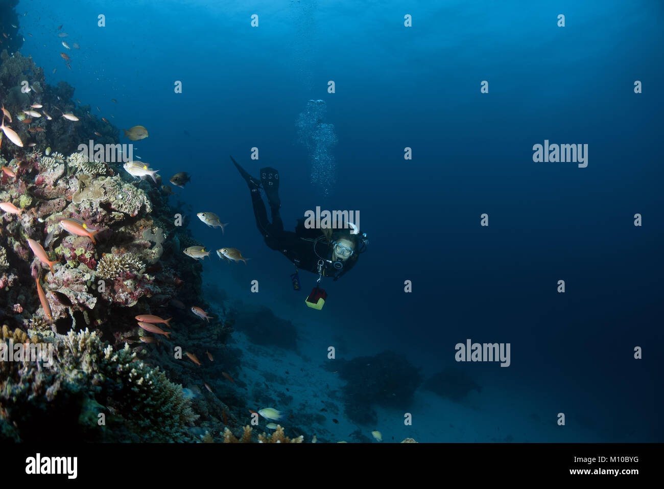 Indischer Ozean, Malediven. 6. Sep 2017. Weibliche Taucher schwimmen in der Nähe von Coral Reef Credit: Andrey Nekrasov/ZUMA Draht/ZUMAPRESS.com/Alamy leben Nachrichten Stockfoto