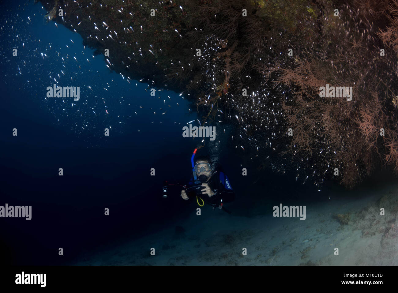 Indischer Ozean, Malediven. 28 Aug, 2017. Männliche Scuba diver Schwimmen in der Nähe von Coral Reef Credit: Andrey Nekrasov/ZUMA Draht/ZUMAPRESS.com/Alamy leben Nachrichten Stockfoto
