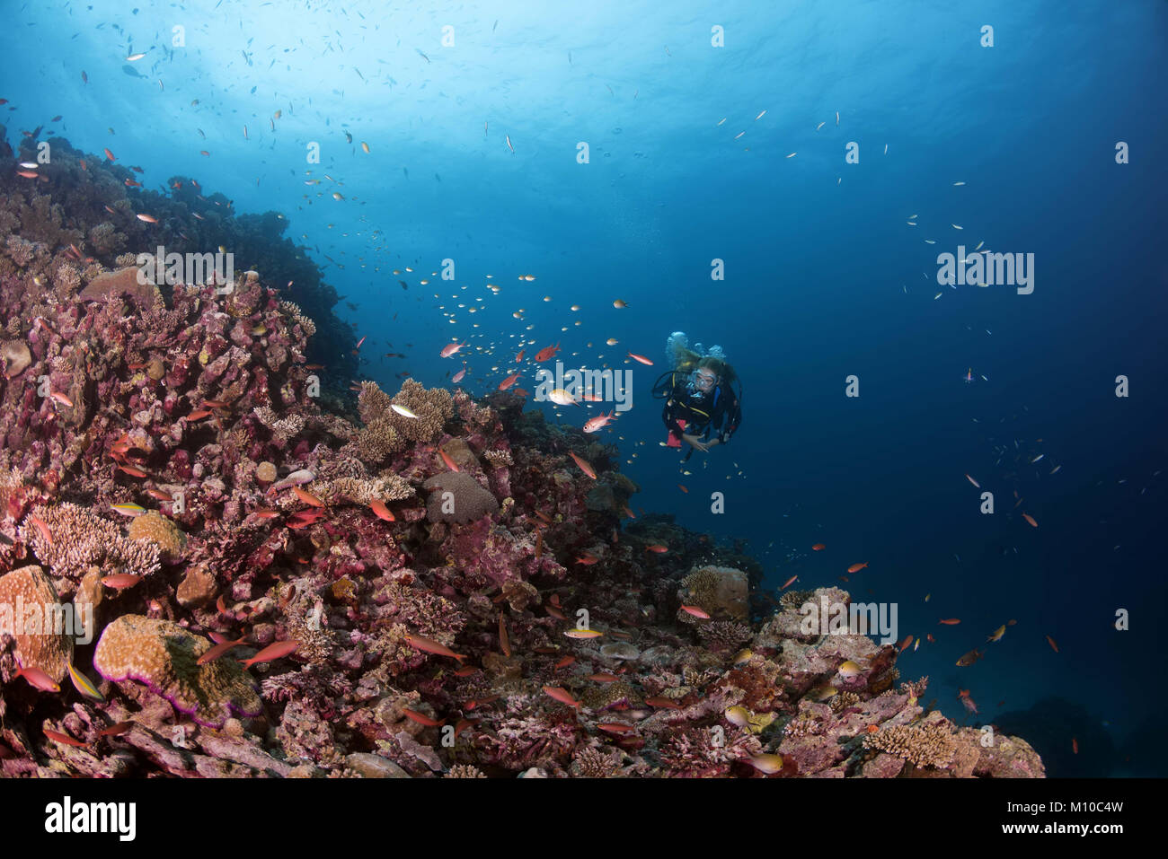 September 6, 2017 - Indischer Ozean, Malediven - Female Scuba diver Schwimmen in der Nähe von Coral Reef (Credit Bild: © Andrey Nekrasov/ZUMA Draht/ZUMAPRESS.com) Stockfoto