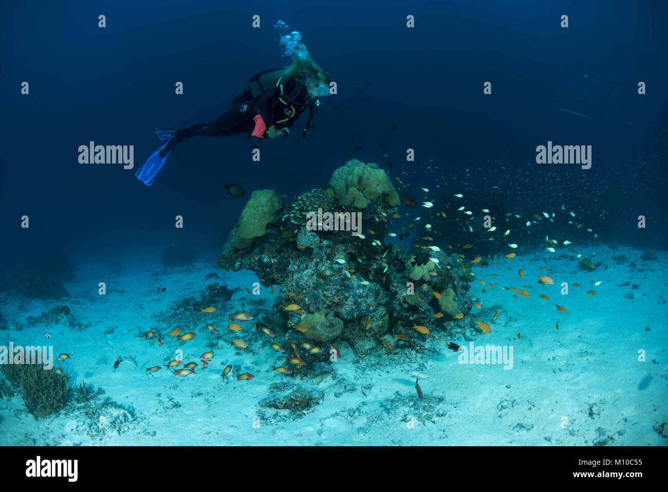 September 6, 2017 - Indischer Ozean, Malediven - Female Scuba diver Schwimmen in der Nähe von Coral Reef (Credit Bild: © Andrey Nekrasov/ZUMA Draht/ZUMAPRESS.com) Stockfoto