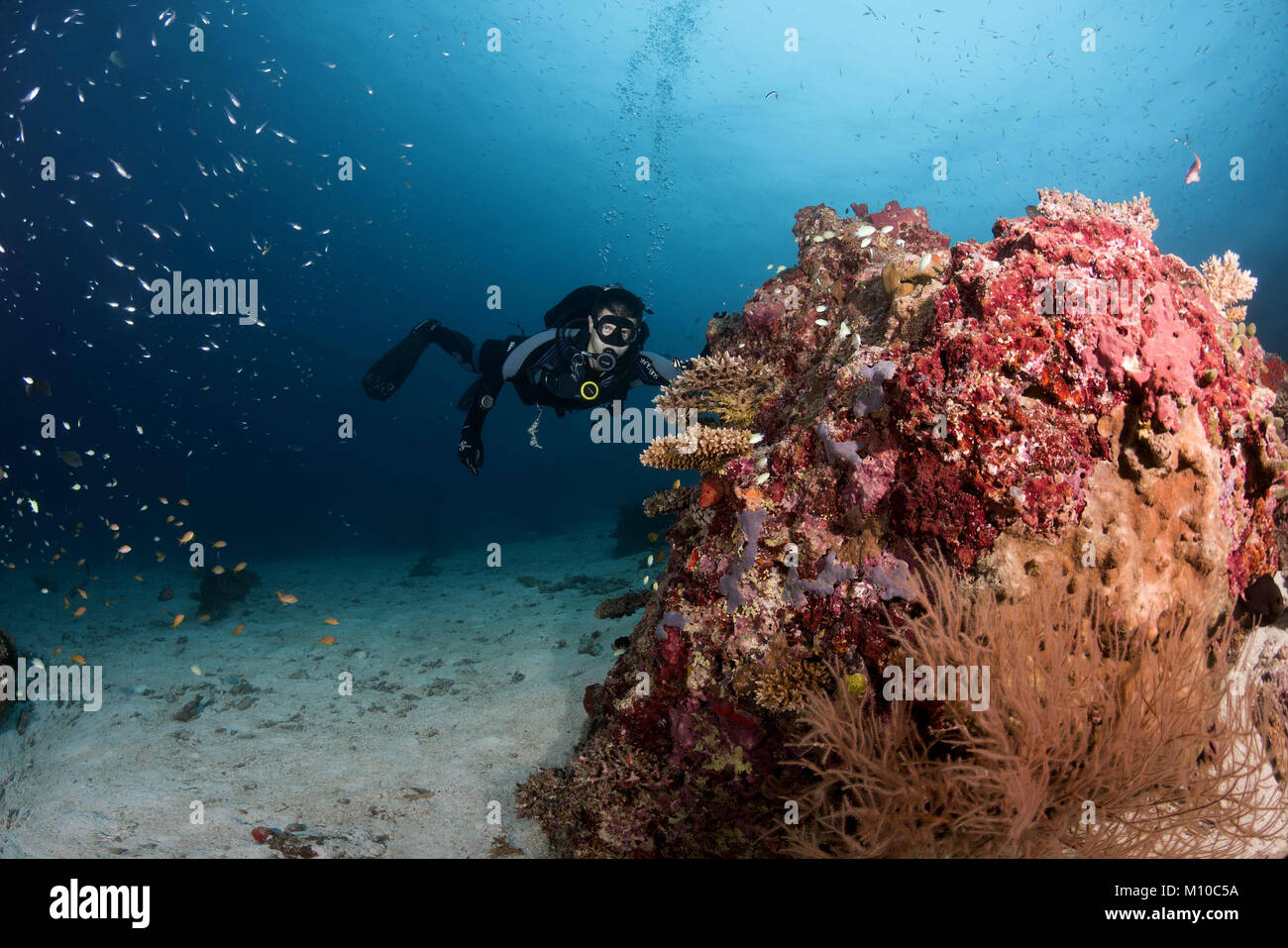 September 6, 2017 - Indischer Ozean, Malediven - Male Scuba diver Schwimmen in der Nähe von Coral Reef (Credit Bild: © Andrey Nekrasov/ZUMA Draht/ZUMAPRESS.com) Stockfoto