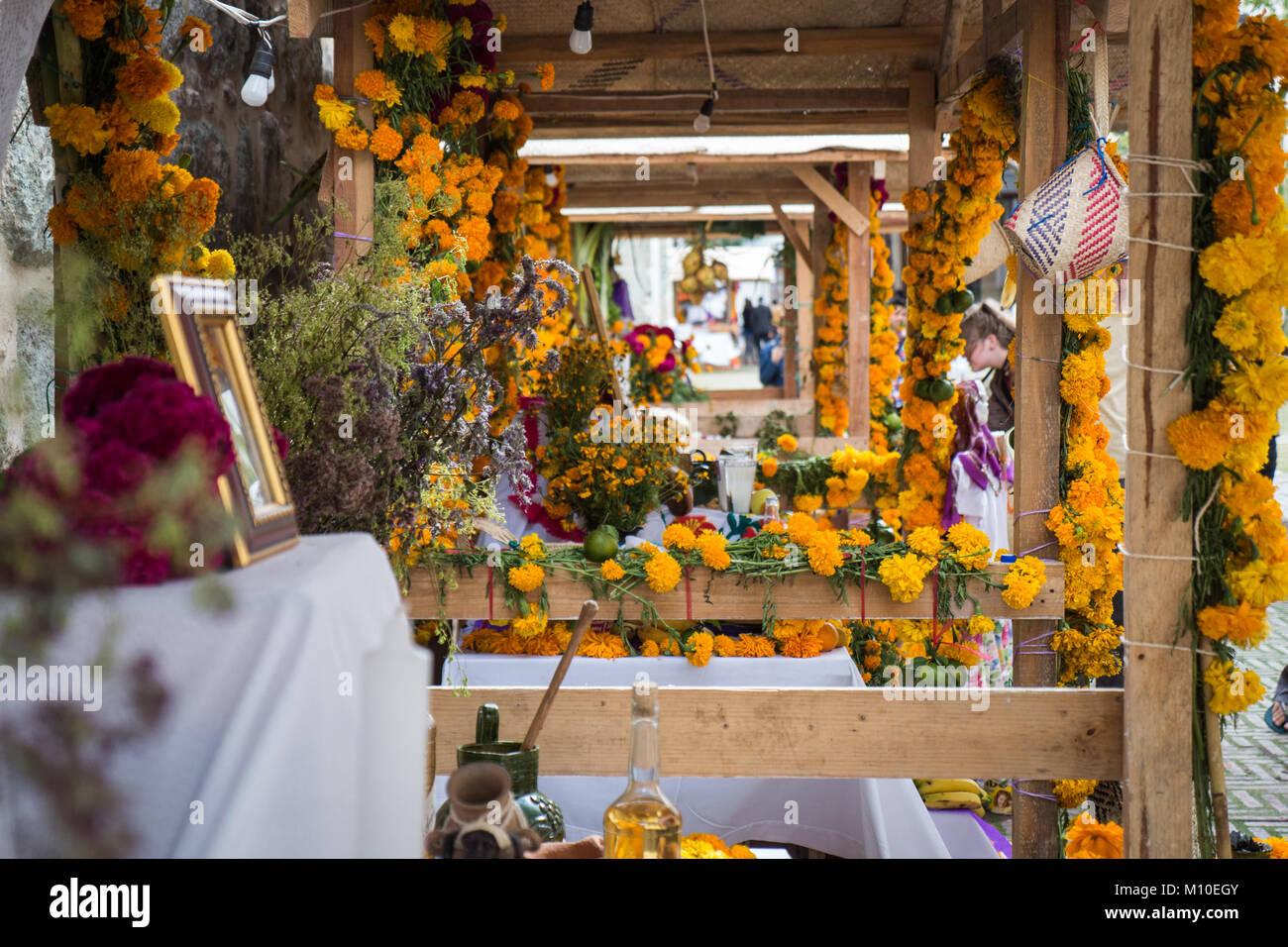 Oaxaca Tag der Toten orange Blume/ Stockfoto