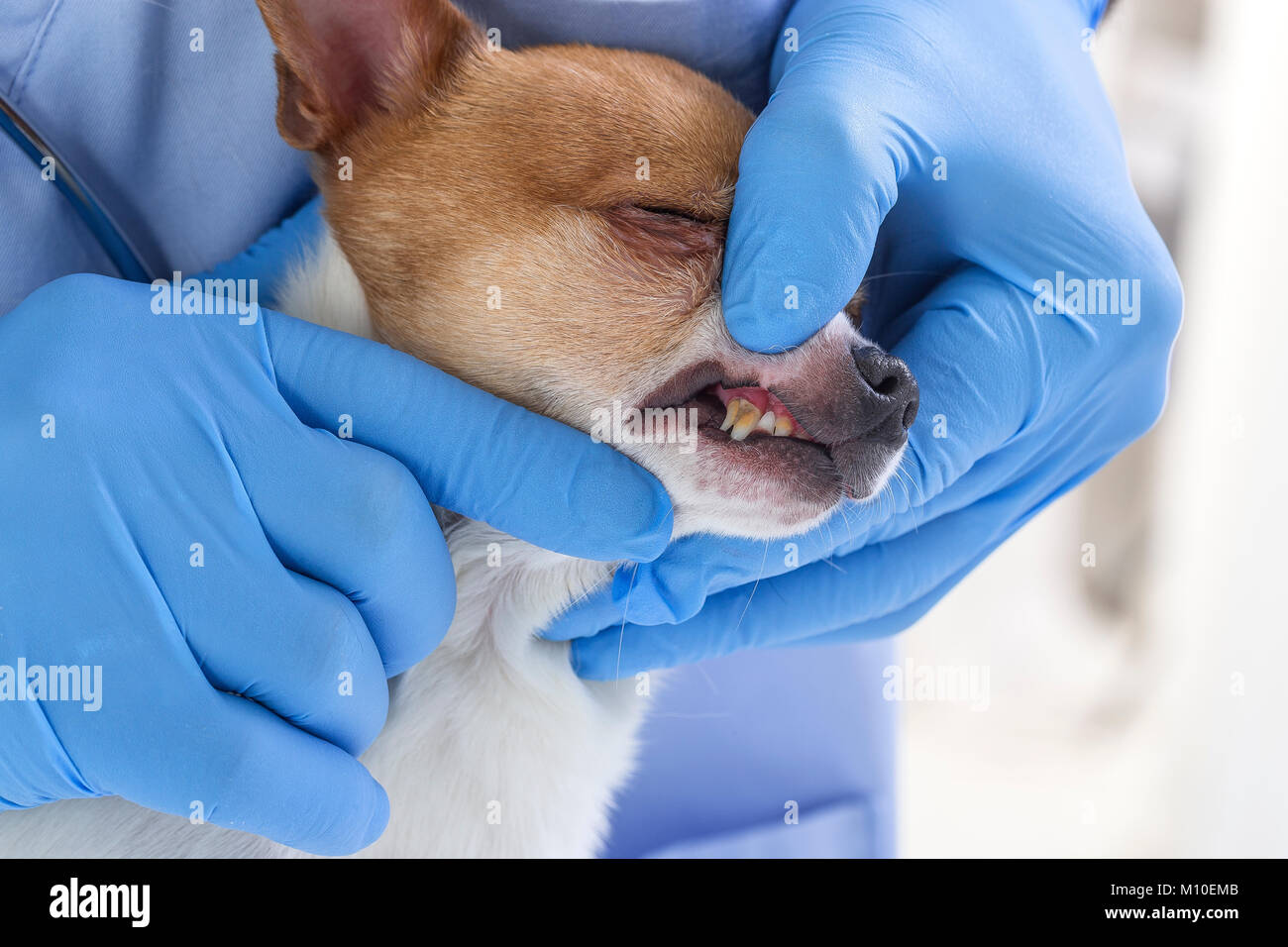 Tierarzt überprüft, Zähne zu einem Hund - Tier- und PET-tierärztliche Betreuung Konzept Stockfoto