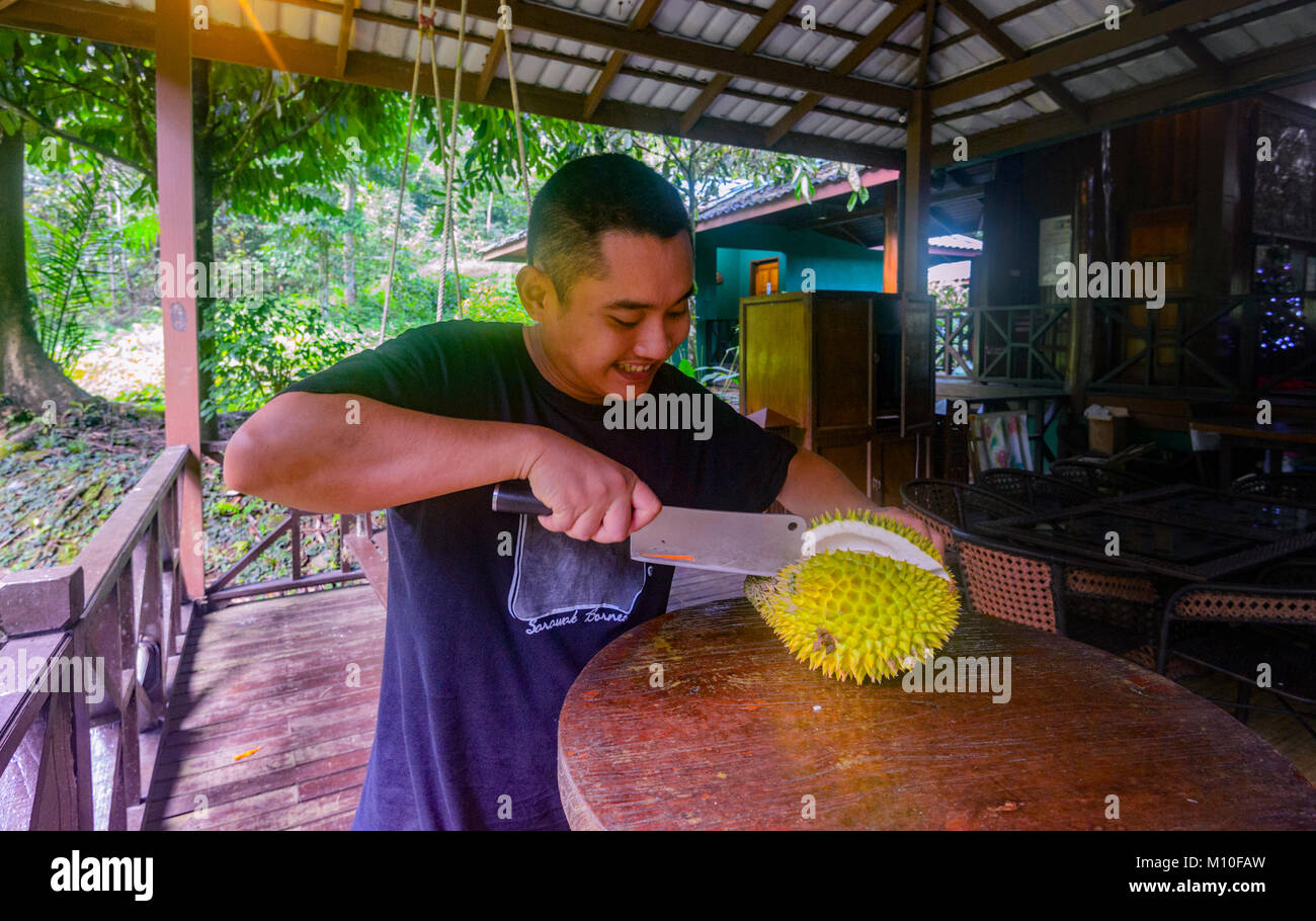 Malaysische Guide zeigt, wie eine Durian Frucht an Tabin Wildlife Resort, Sabah, Borneo, Malaysia zu schneiden Stockfoto