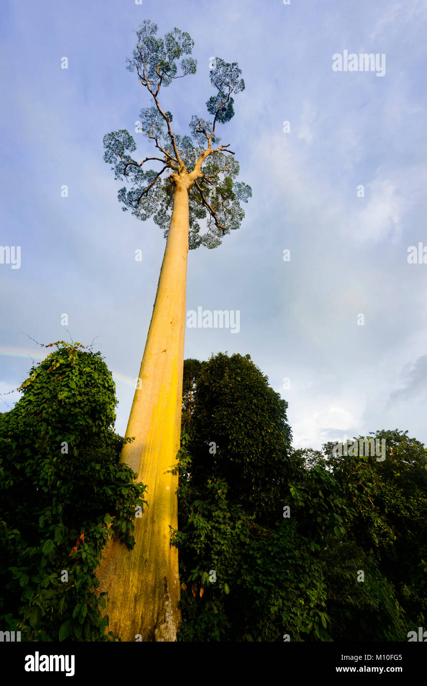 Ein einsamer hoch Koompassia excelsa oder Mengaris Baum im Abendlicht in primären Regenwald, Tabin Wildlife Reserve, Sabah, Borneo, Malaysia Stockfoto
