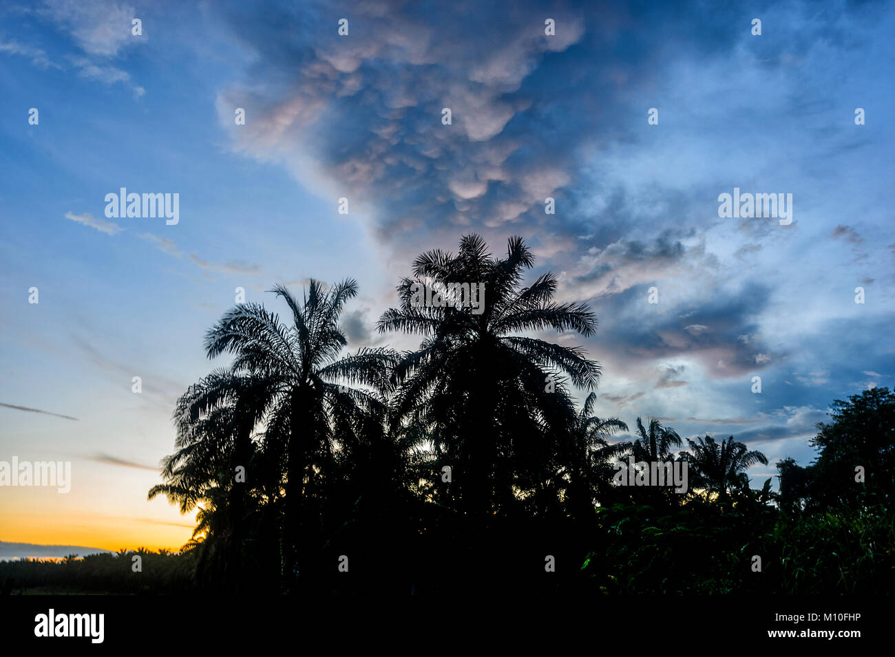 Spektakulären Sonnenuntergang in Tabin Wildlife Reserve, Sabah, Borneo, Malaysia Stockfoto