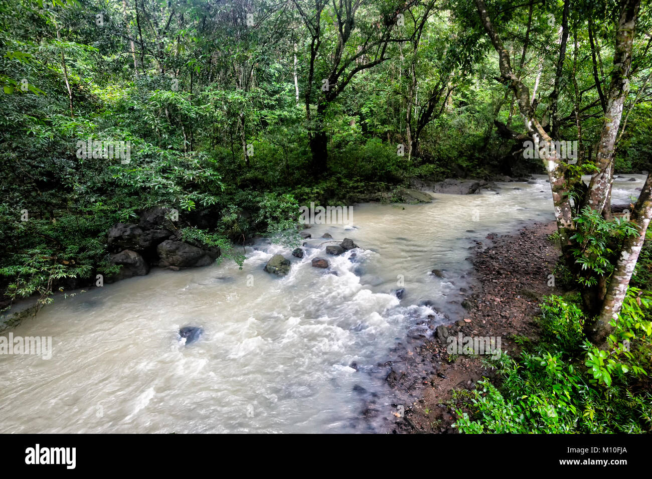 Muddy River durch primären Regenwald läuft, Tabin Wildlife Reserve, Sabah, Borneo, Malaysia Stockfoto
