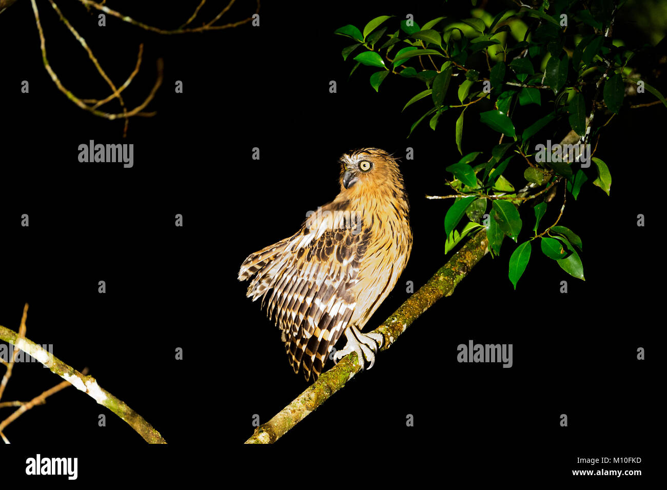 Buffy Angeln (Ketupa ketupu Owl), Tabin Wildlife Reserve, Sabah, Borneo, Malaysia Stockfoto