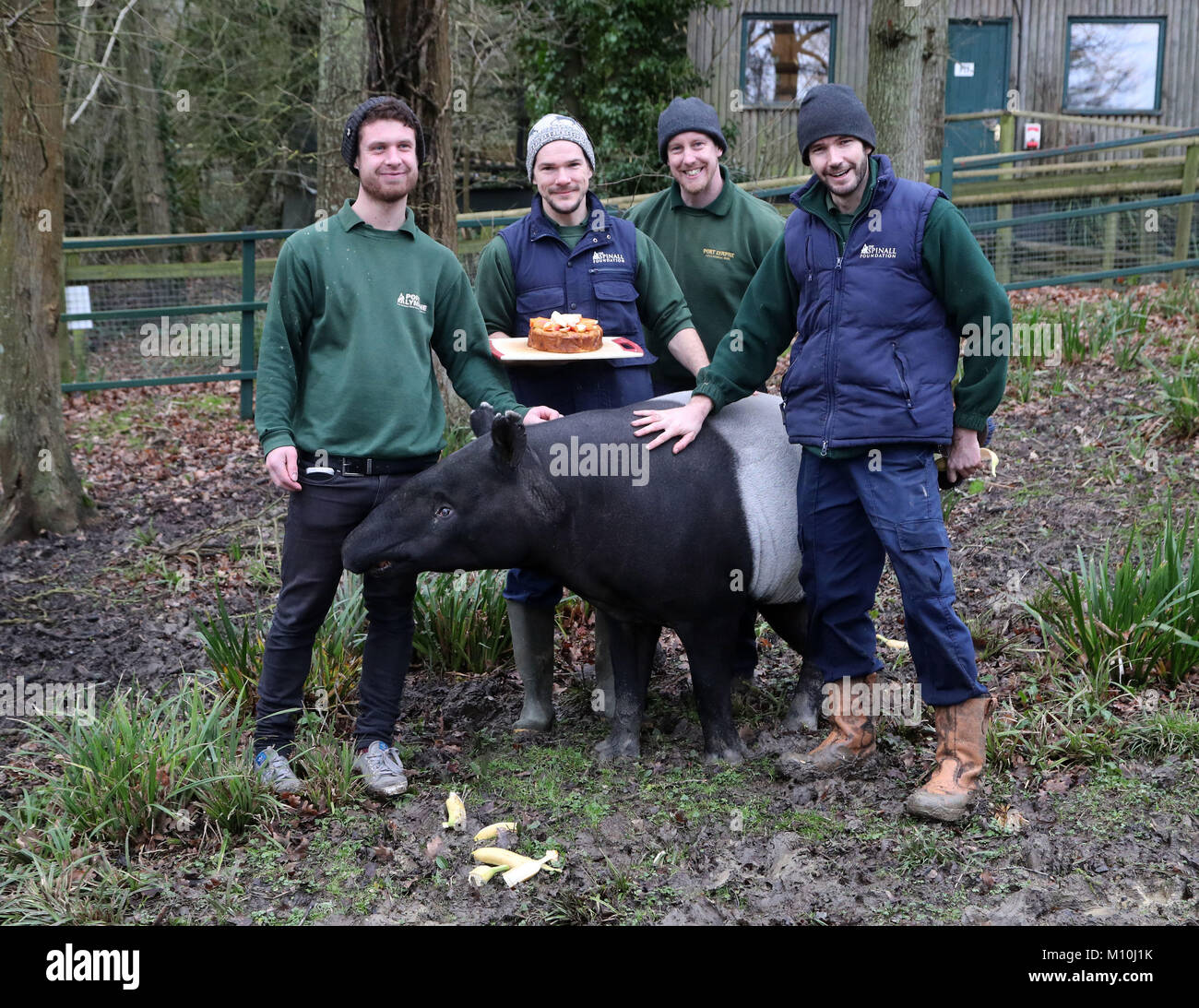 Malayan Tapir, Kingut, mit seinem Pfleger, als er seinen 40. Geburtstag feiert in seinem Gehäuse am Port Lympne finden in der Nähe von Ashford, Kent. Stockfoto