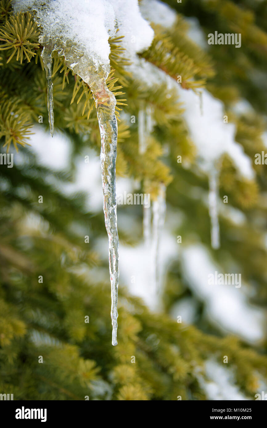 Nahaufnahme eines Eiszapfen hängen an einem verschneiten Pine Tree Zweig im Winter Stockfoto